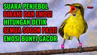 Download lagu Penjebol birahi dan emosi‼️ Pancingan sogon agar bunyi gacor  mp3