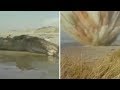 FROM THE ARCHIVES The Exploding Whale Of Florence Oregon