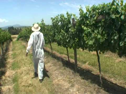 Introduction to Phylloxera with John Whiting