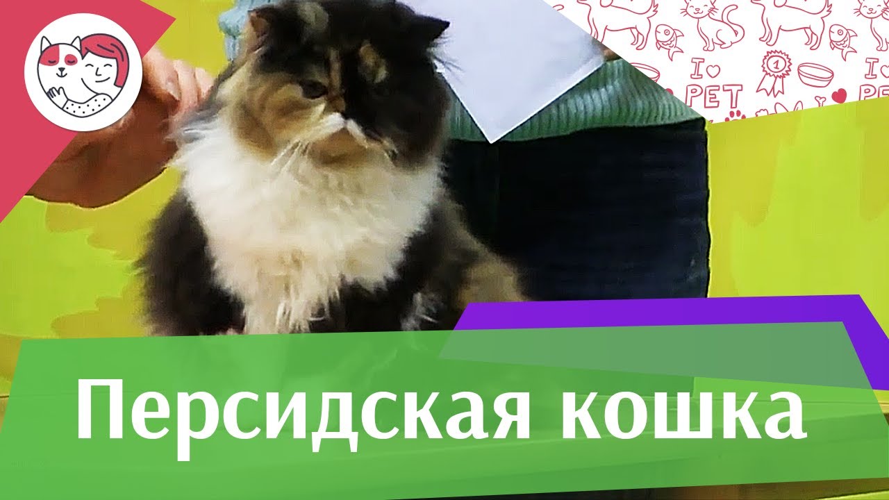 Персидская кошка на ilike.pet История породы