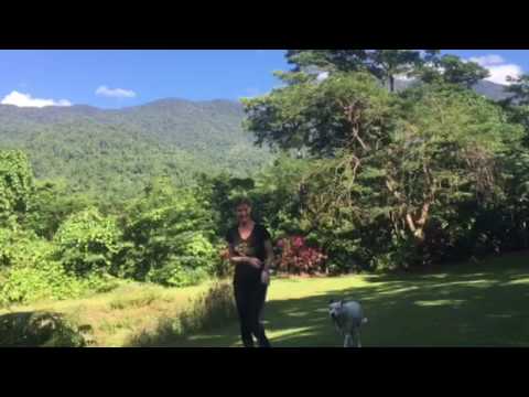 Misty Mountains Rainforest Retreat early morning