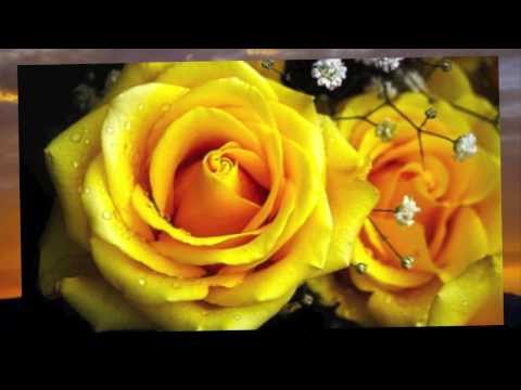 Pranvera me nje lule s'vjen- Frederik Ndoci