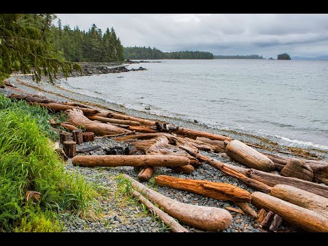 Voices from Cedar (8 of 12): Red Cedar