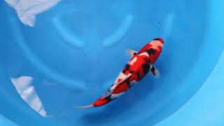 video van Showa 2404057