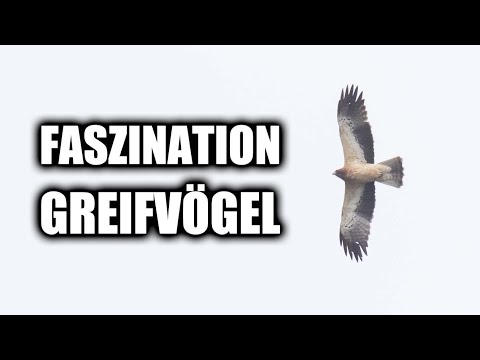 Spektakulärer Greifvogelzug an der Straße von Gibraltar