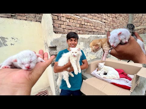 Hmara Pass Bacho Wali Cats Agai 😍