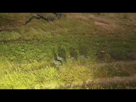 Djuma: Helmeted Guinea Fowls getting ready to roost for the night - 17:47 - 04/23/21