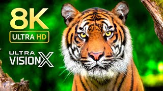 BEYOND THE WILD 8K ULTRA HD – Incredible Animals in Ultra Detail 4K TV