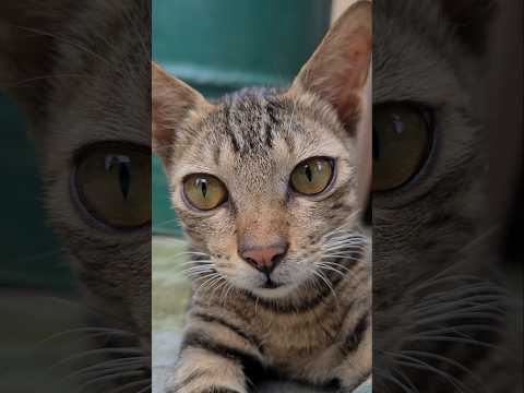 am I ugly 🙈 cat #shorts #trending