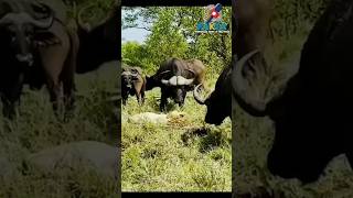 Download lagu Lion vs African buffalo mp3