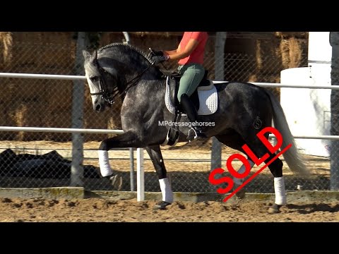 *SOLD* PRE Stallion 2014, FEI potential - 1,67 m | #MP280