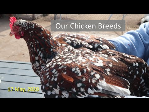 , title : 'Our Chicken Breeds'