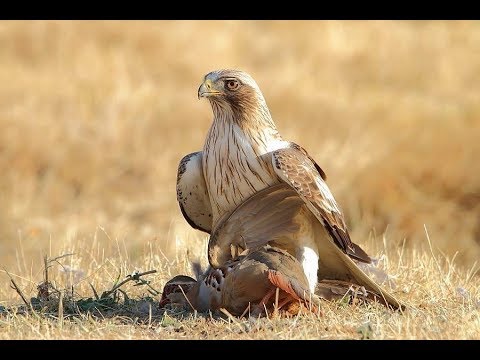 Rapaces diurnas y nocturnas