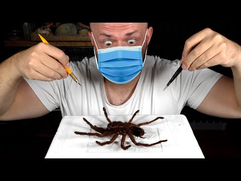 TEN PAJĄK WYMAGAŁ OPERACJI