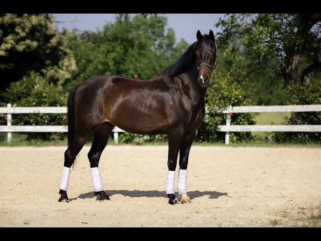 Magnifique Hongre 10 ans KWPN Dressage 