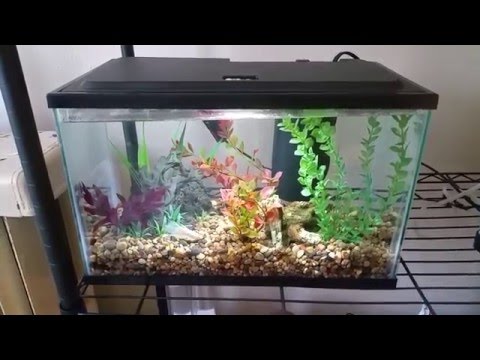 Different betta fish tank sizes