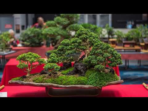 The Hastings Bonsai Group 2020 Exhibition