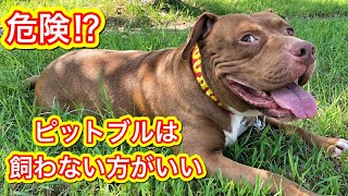 [問卦] 為什麼日本沒有禁養比特犬?