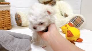 マルチーズの動画01