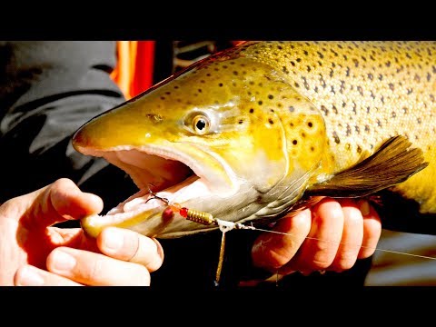 Searching Urban Rivers for Giant Brown Trout