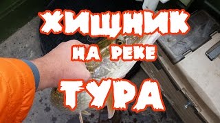 Рыбалка на р. тура свердловская область