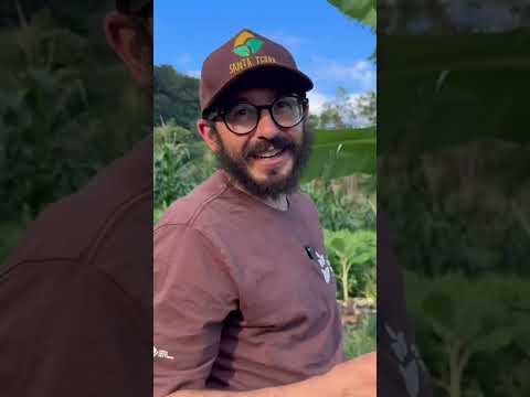 Um berço de sementes de custo zero!