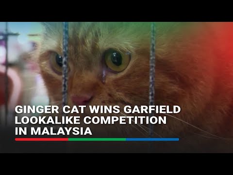 Ginger cat wins Garfield lookalike competition in Malaysia