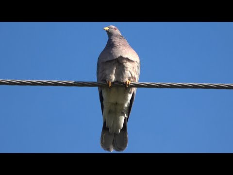Band-tailed pigeon mellow coo