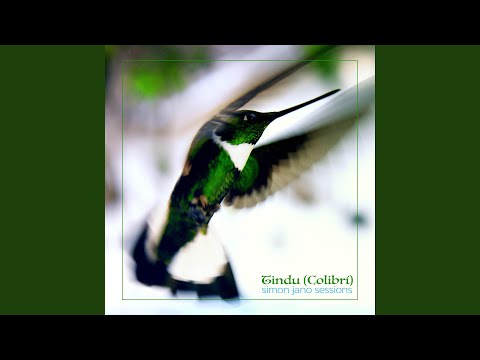 Tindu (Colibrí)