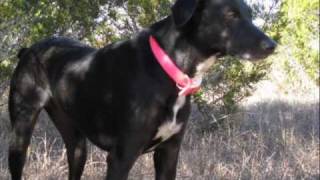 stooges - i got a right (heavy liquid - track #1)