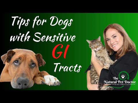 How To Improve Your Dog's Sensitive GI Tract