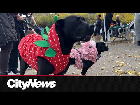 Montreal hosts second edition of the dog Pawlloween Pawrade - YouTube