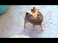 Contortionist Dog