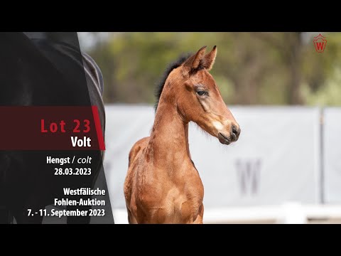 Fohlen-Auktion Lot 23 Volt Hengst v. Vitalis - Fürstenball