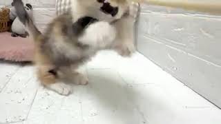 マンチカンの動画01