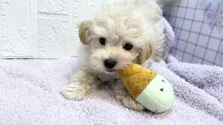 ハーフ犬の動画01