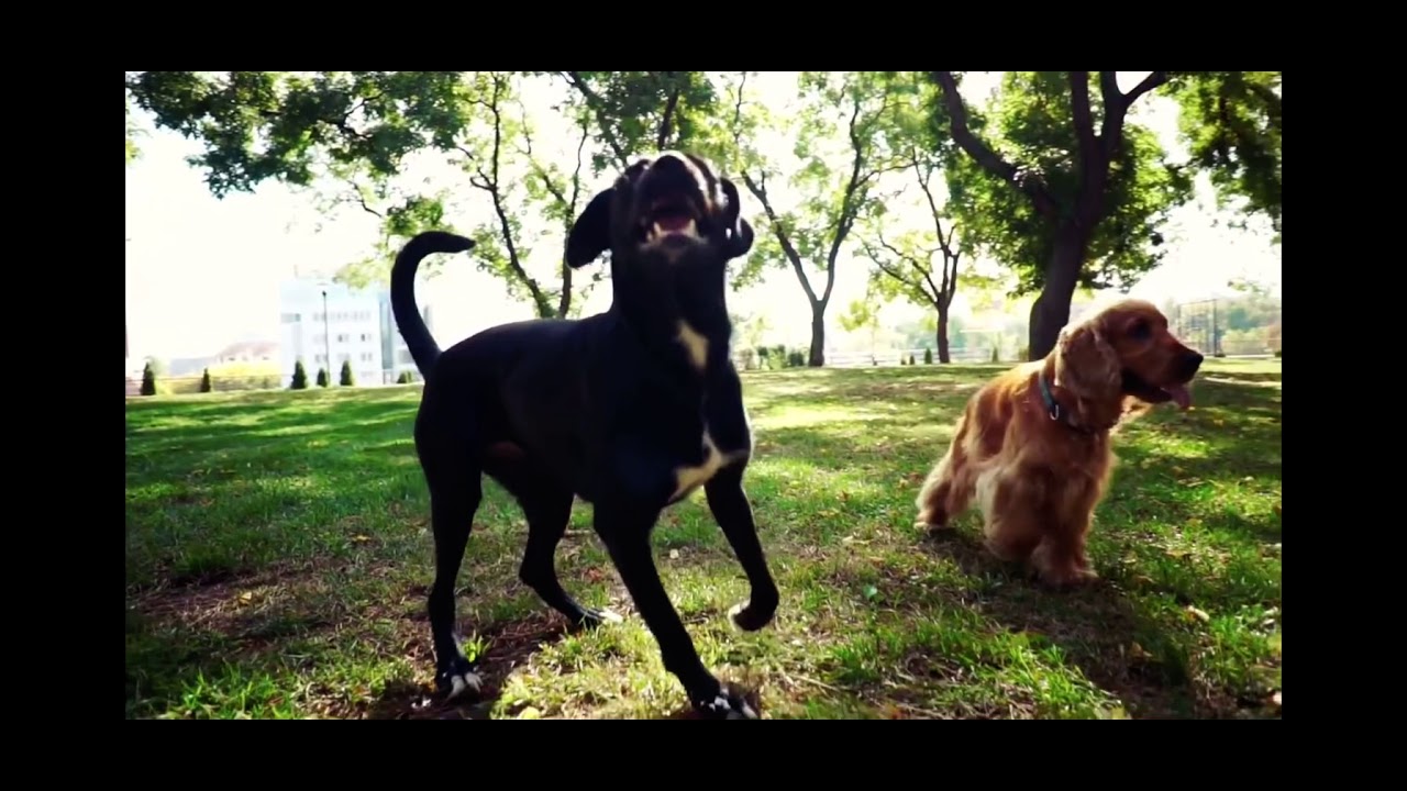 New drug to treat chronic pain in dogs with osteoarthritis coming soon in Brazil - Librela