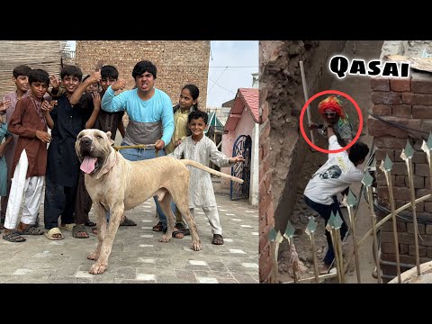 Qasai Sy Apna Bully Dog Wapsi Ly Aiy 😎 Larai Ho Gai 😡