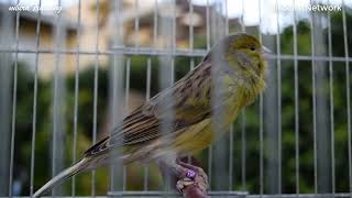 Download lagu Spanish Timbrado Original by mbirdTraining - Canary Training Video Song mp3