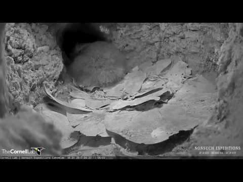 Bermuda Cahow Chick Investigates Burrow Entrance – Apr. 27, 2017
