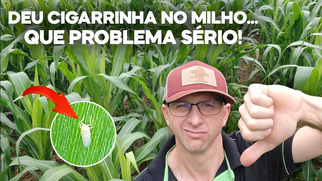 Descobrimos a cigarrinha do milho (Dalbulus maidis) na nossa lavoura.... deu problema de Enfezamento