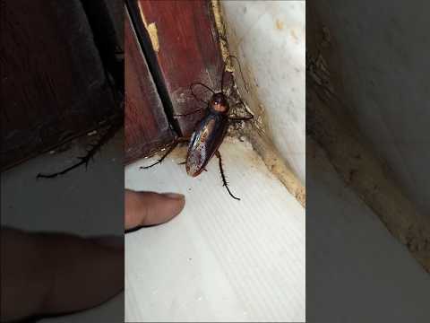 1,2,3 start cockroach #aymanblog #funny #trending #shorts