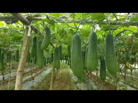WOW! Amazing Agriculture Technology Winter melon -2017