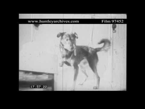 Ivan Pavlov's dogs in the U.S.S.R.  1930's.  Archive film 97452