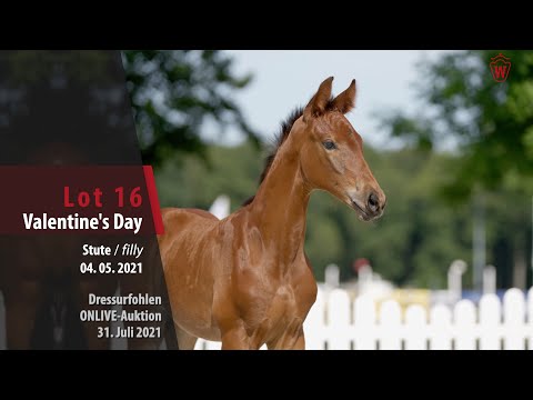 Onlive-Auktion Dressurfohlen Lot 16 Valentine´s Day Stute v. Vivat Rex - Ehrenstolz