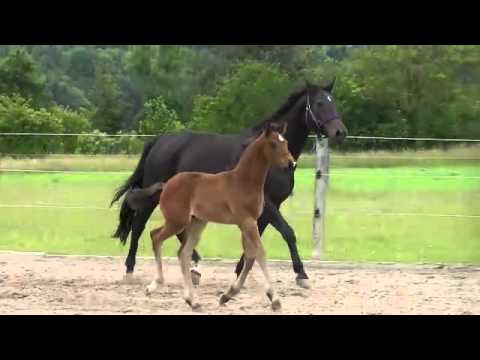 Bellini RR, Hengstfohlen v. Belissimo M / De Niro