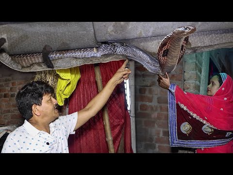 अकेली महिला के घर में निकला विशालकाय जहरीला नाग! Cobra Rescue के लिए पहुँचे Guddu Maurya SarpMitra.