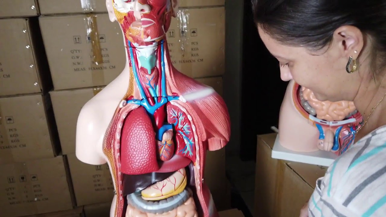 NOVO MODELO DO TORSO HUMANO COM 42cm E 18 PARTES (ideal para estudar anatomia humana)