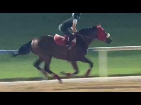 AZURE COAST - 5f breeze in 1:00 flat for the UAE Derby