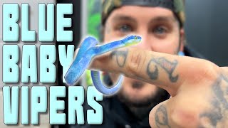 My BRIGHT BLUE VIPERS gave BIRTH !!! at @ChandlersWildLife